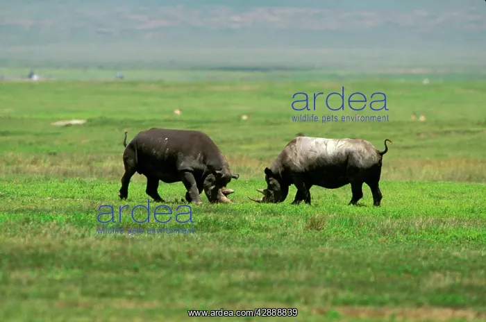  : Black Rhinoceros - female aggressive to male prior to mating