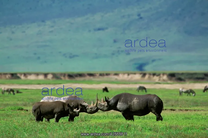  : Black Rhinoceros - female in oestrus, her 19-month-old