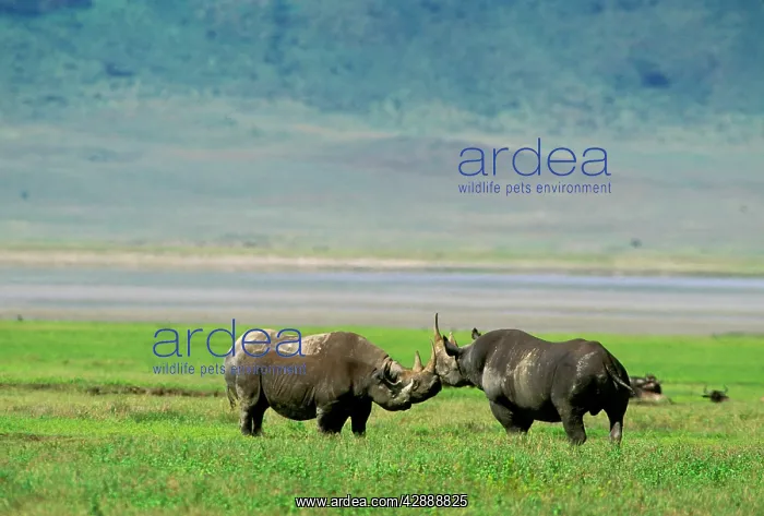  : Black Rhinoceros - female in oestrus her 19-month-old