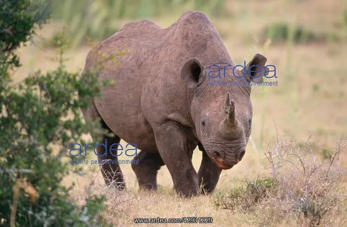 : Black Rhinoceros - on grass : Black Rhinoceros - on grass