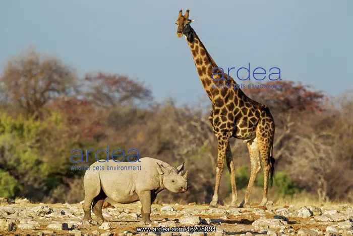 : Black Rhinoceros / Hook-lipped Rhino - male with : Black Rhinoceros / Hook-lipped Rhino - male with