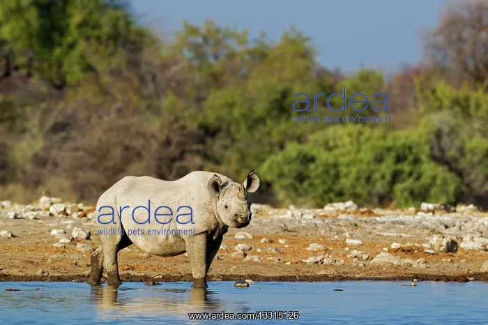 : Black Rhinoceros / Hook-lipped Rhino - male at waterhole : Black Rhinoceros / Hook-lipped Rhino - male at waterhole