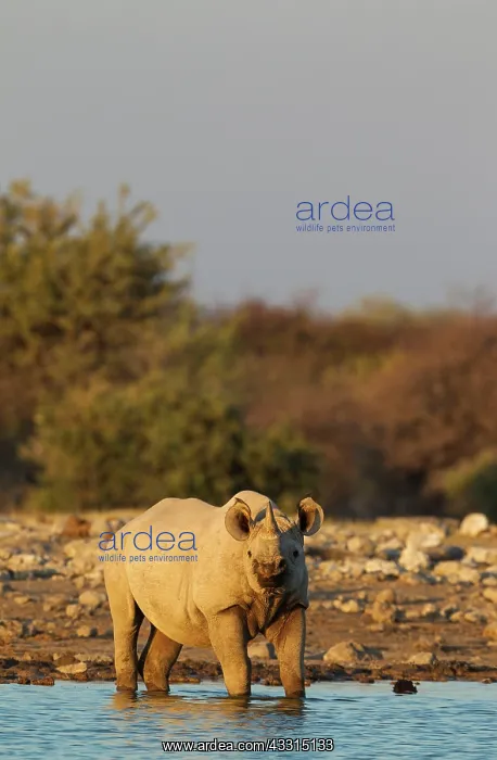 : Black Rhinoceros / Hook-lipped Rhino - male at waterhole : Black Rhinoceros / Hook-lipped Rhino - male at waterhole
