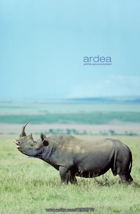 : Black Rhinoceros / Hook-lipped Rhinoceros - bull : Black Rhinoceros / Hook-lipped Rhinoceros - bull