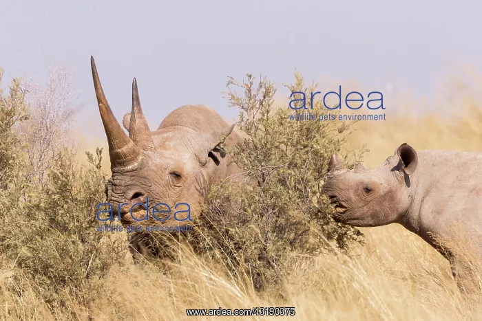 : Black rhinoceros or hook-lipped rhinoceros (Diceros : Black rhinoceros or hook-lipped rhinoceros (Diceros