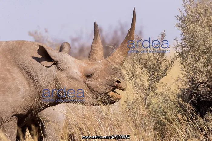 : Black rhinoceros or hook-lipped rhinoceros (Diceros : Black rhinoceros or hook-lipped rhinoceros (Diceros