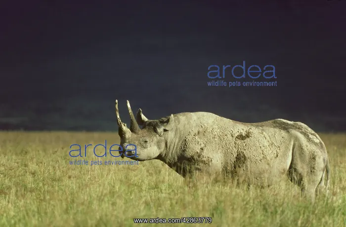 : Black Rhinoceros / Hook-lipped Rhinoceros - female : Black Rhinoceros / Hook-lipped Rhinoceros - female