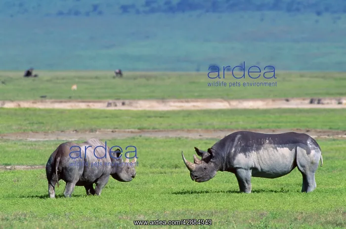  : Black Rhinoceros - male & female in oestrus - play-fight