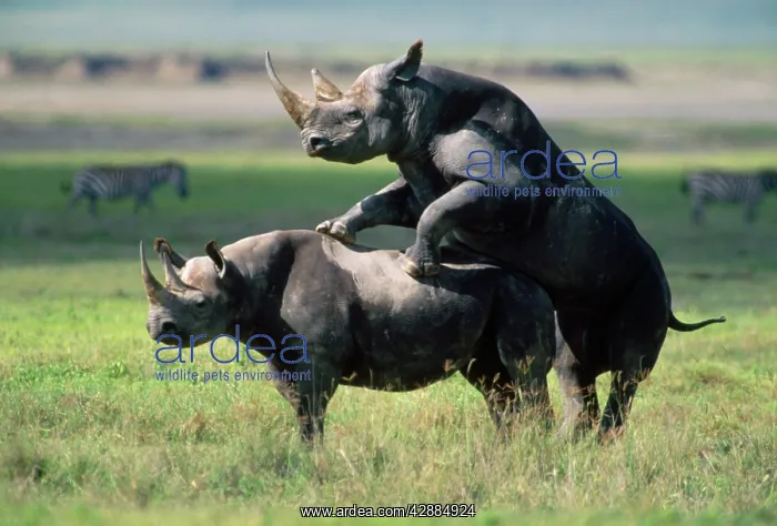  : Black Rhinoceros - mating