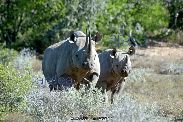 : Black Rhinoceros - mother with calf : Black Rhinoceros - mother with calf