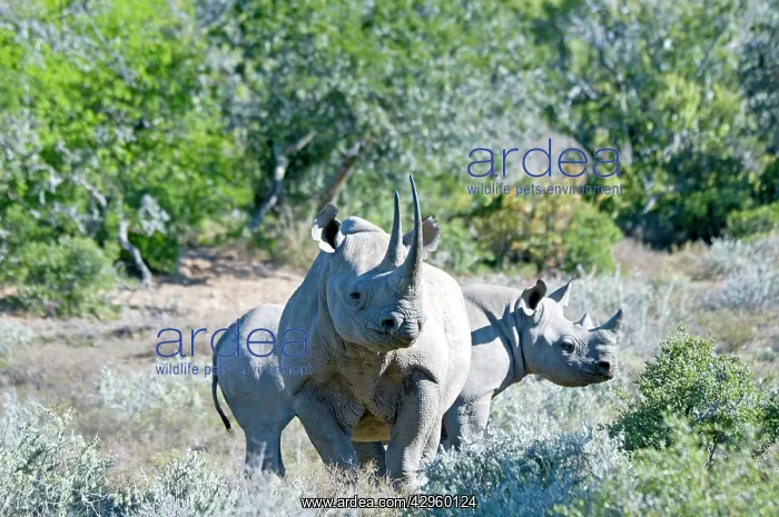 : Black Rhinoceros - mother with calf : Black Rhinoceros - mother with calf