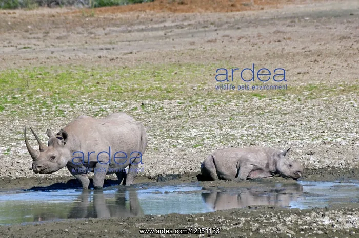 : Black Rhinoceros - mother and calf wallowing in : Black Rhinoceros - mother and calf wallowing in