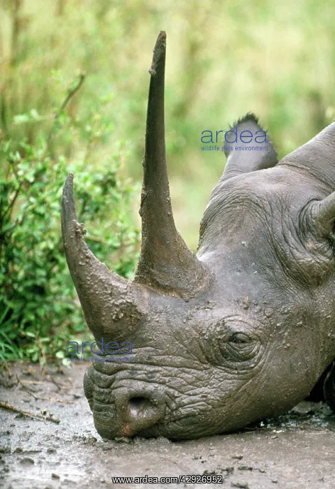 : Black Rhinoceros - resting - head only : Black Rhinoceros - resting - head only