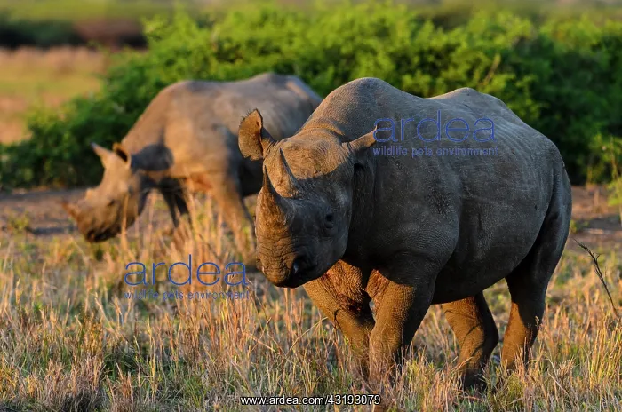 : Black rhinoceros (rhino) or hook-lipped rhinoceros : Black rhinoceros (rhino) or hook-lipped rhinoceros