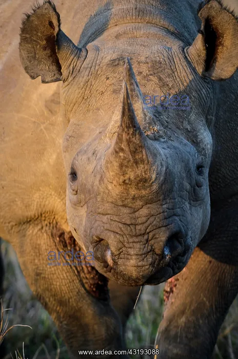 : Black rhinoceros (rhino) or hook-lipped rhinoceros : Black rhinoceros (rhino) or hook-lipped rhinoceros