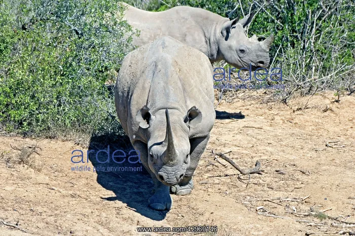 : Black Rhinoceros - showing head-low (combat) posture : Black Rhinoceros - showing head-low (combat) posture