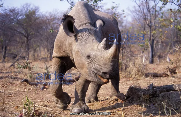 : Black Rhinoceros - Subadult female : Black Rhinoceros - Subadult female