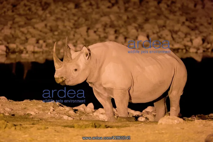 : Black Rhinoceros - at waterhole at night : Black Rhinoceros - at waterhole at night
