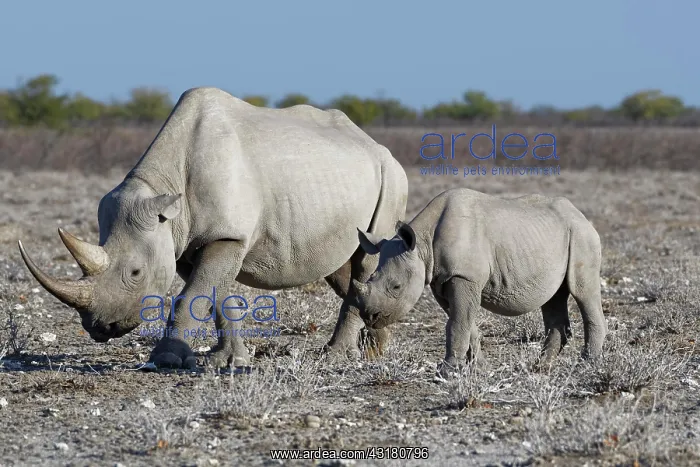 : Black rhinoceroses (Diceros bicornis), adult female : Black rhinoceroses (Diceros bicornis), adult female
