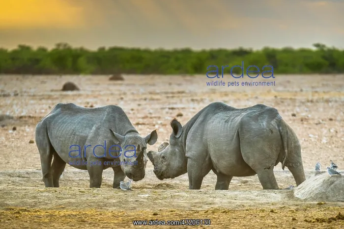 : Two black rhinoceroses (Diceros bicornis) in the : Two black rhinoceroses (Diceros bicornis) in the