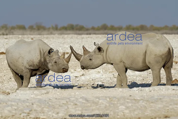 : Black rhinoceroses (Diceros bicornis), two adults : Black rhinoceroses (Diceros bicornis), two adults