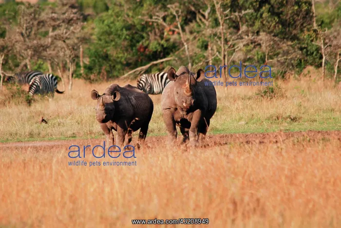 : Two Black Rhinoceroses (Diceros bicornis), Samburu : Two Black Rhinoceroses (Diceros bicornis), Samburu