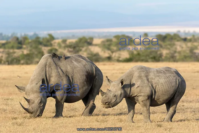 : Black rhinoceroses (Diceros bicornis), ungulates : Black rhinoceroses (Diceros bicornis), ungulates