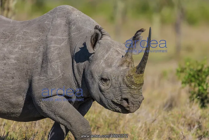 : Black Rhinocerous / Hook-lipped Rhino : Black Rhinocerous / Hook-lipped Rhino