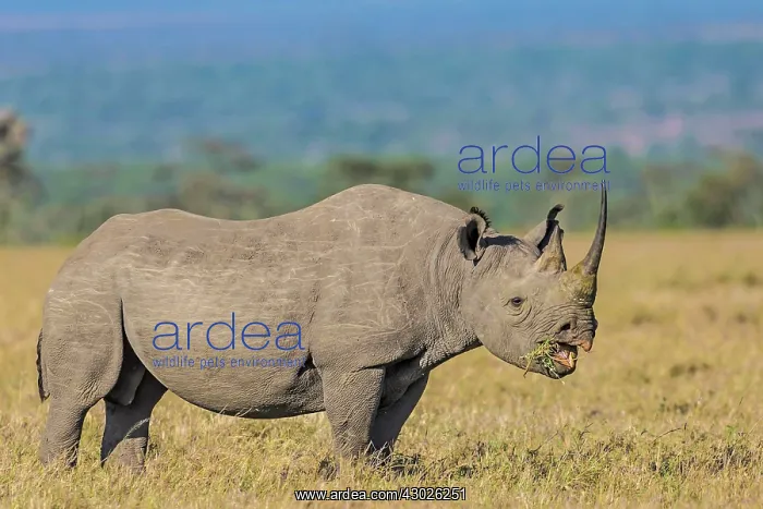 : Black Rhinocerous / Hook-lipped Rhino feeding : Black Rhinocerous / Hook-lipped Rhino feeding
