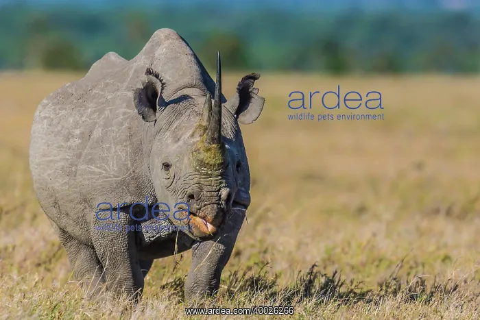 : Black Rhinocerous / Hook-lipped Rhino feeding : Black Rhinocerous / Hook-lipped Rhino feeding