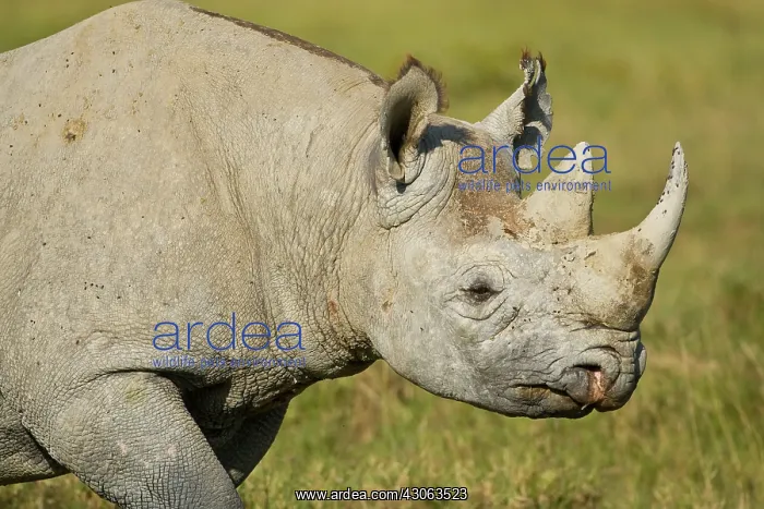 : A Black Rhinocerus, a critically endangerd : A Black Rhinocerus, a critically endangerd