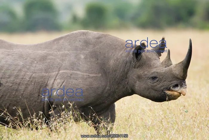: Black Rhinocerus, a Critically Endangered : Black Rhinocerus, a Critically Endangered