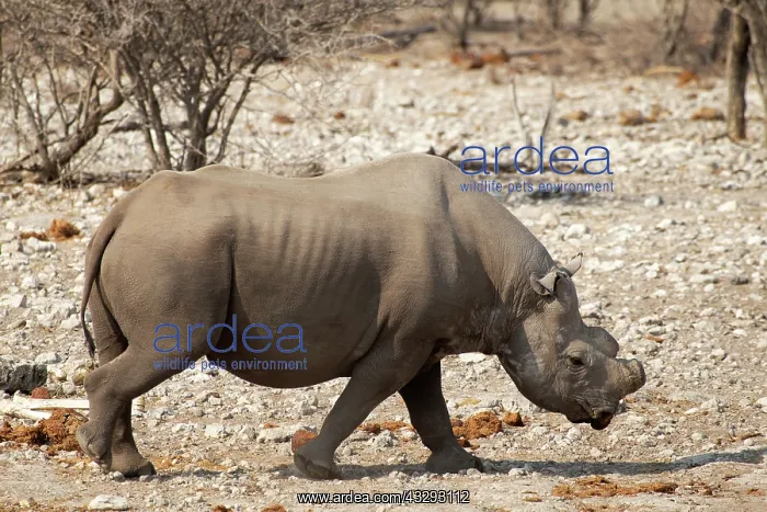 : Black rhinos are Critically Endangered. Conservationists in : Black rhinos are Critically Endangered. Conservationists in