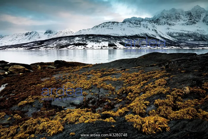 : Black rocky coast with overgrown rocks, bay in the : Black rocky coast with overgrown rocks, bay in the