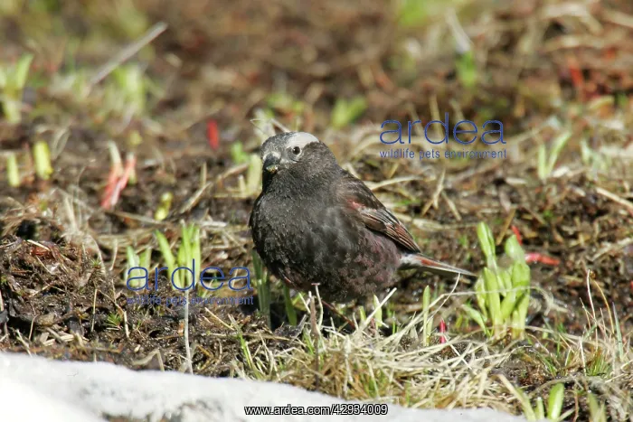 : Black Rosy-Finch