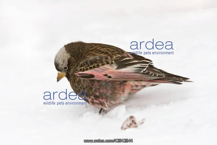 : Black Rosy-Finch : Black Rosy-Finch