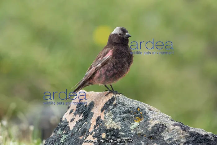 : Black Rosy-Finch, Leucosticte atrata, in alpine habitat in n : Black Rosy-Finch, Leucosticte atrata, in alpine habitat in n