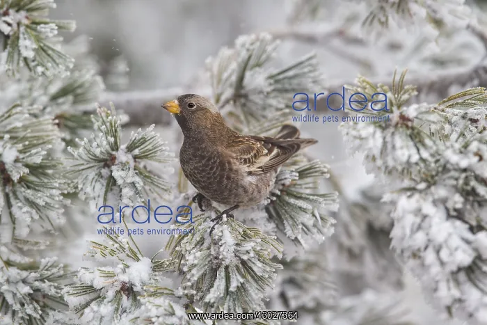 : Black Rosy-Finch - Leucosticte atrata in snow and : Black Rosy-Finch - Leucosticte atrata in snow and