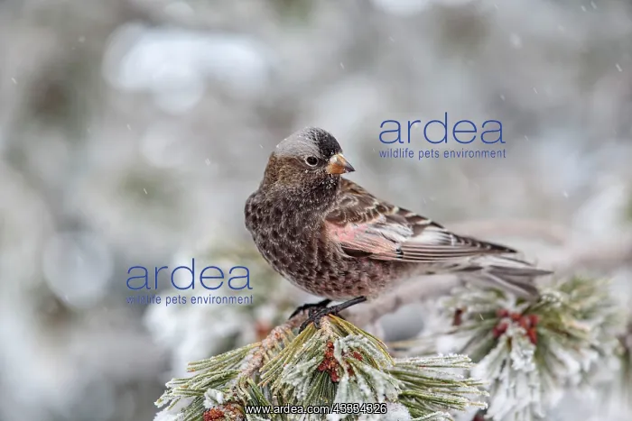: Black Rosy-Finch - in winter snow and frost : Black Rosy-Finch - in winter snow and frost