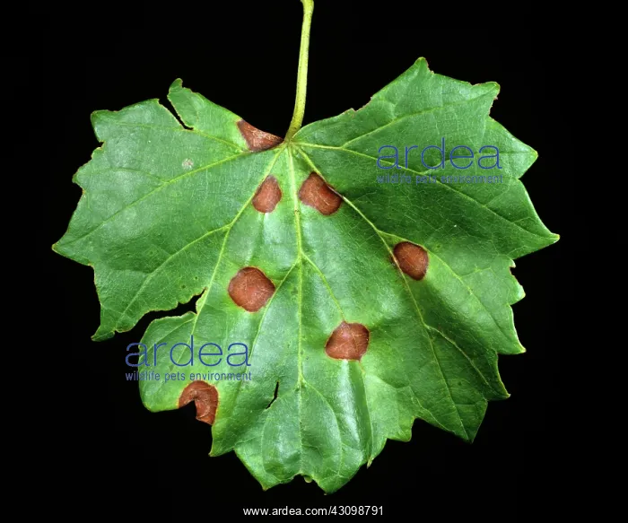  : Black rot of grape