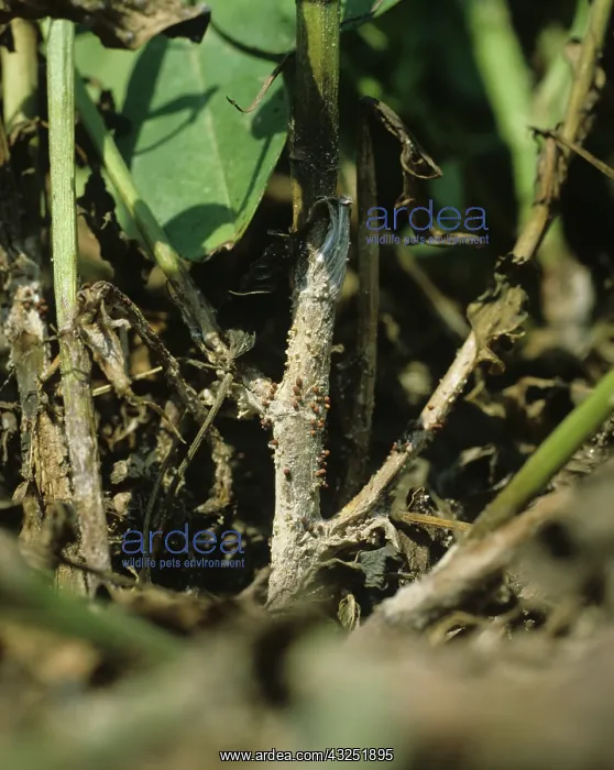 : Black Rot on Peanut plant stem : Black Rot on Peanut plant stem