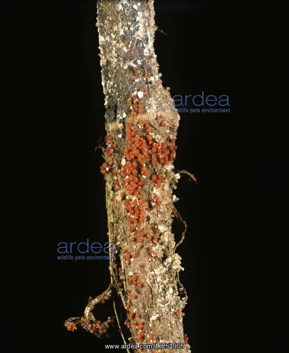 : Black Rot on stem of Peanut plant : Black Rot on stem of Peanut plant