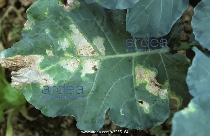 : Black Rot (Xanthomonas campestris) : Black Rot (Xanthomonas campestris)