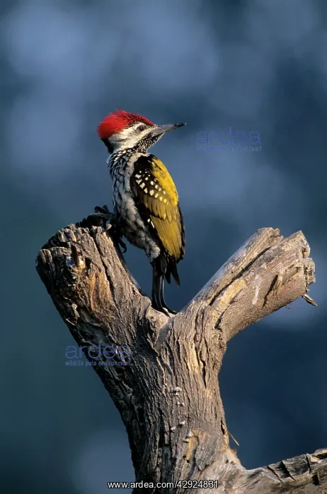 : Black-rumped Flameback / Golden backed Woodpecker : Black-rumped Flameback / Golden backed Woodpecker