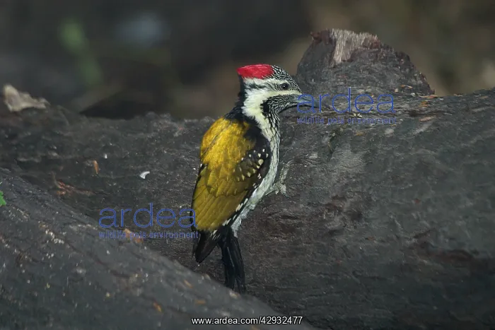 : Black-rumped Flameback / Lesser Flame-backed Woodpecker : Black-rumped Flameback / Lesser Flame-backed Woodpecker