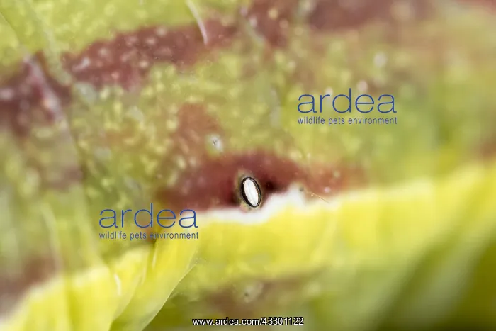 : Black rustic moth larva showing spiracles - Norfolk : Black rustic moth larva showing spiracles - Norfolk