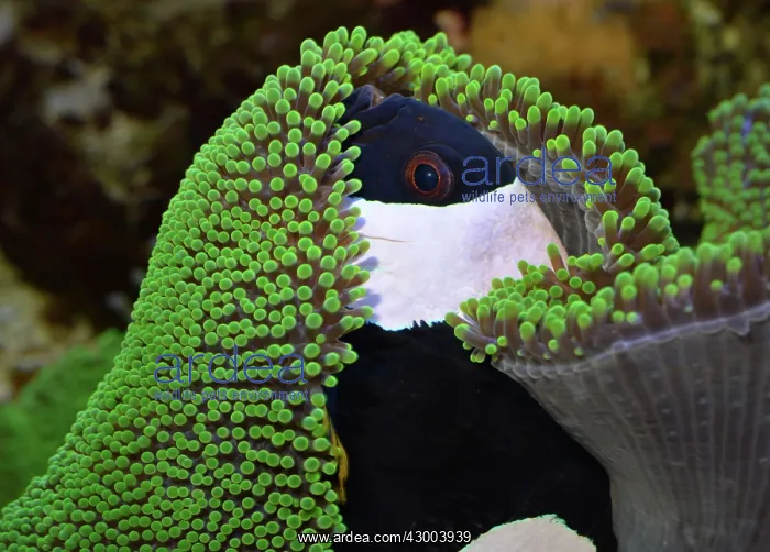: Black Saddle Back / Saddleback Clownfish / Anemone Fish : Black Saddle Back / Saddleback Clownfish / Anemone Fish