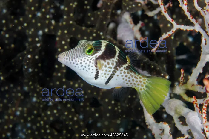 : Black-saddled Toby - Jemeluk Bay dive site, Amed : Black-saddled Toby - Jemeluk Bay dive site, Amed