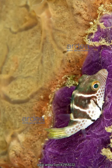 : Black-saddled Toby - juvenile : Black-saddled Toby - juvenile