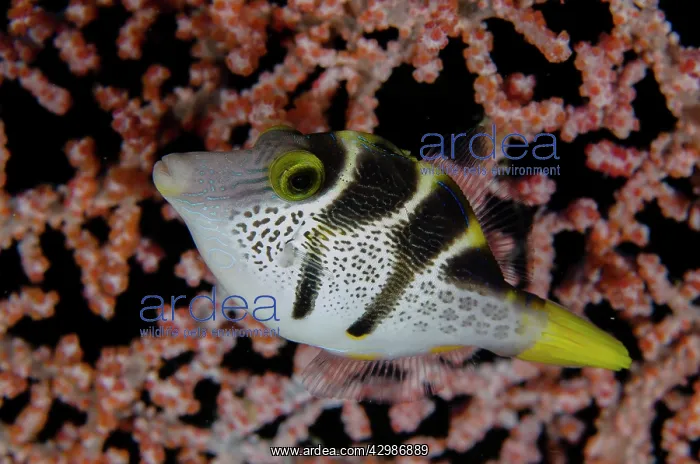 : Black-saddled Toby by sea fan - Sahaung Pinnacle : Black-saddled Toby by sea fan - Sahaung Pinnacle